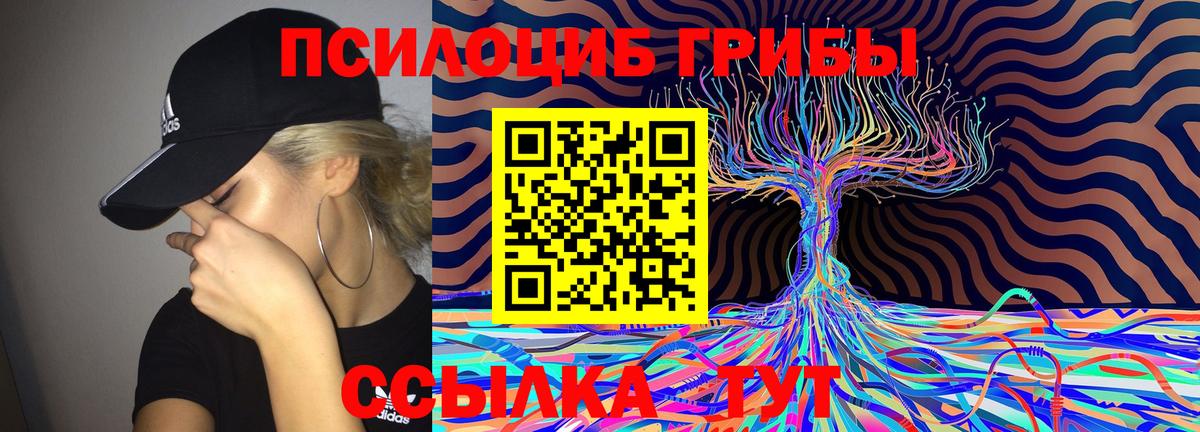 закладка  Вход с VPN  Волгоград  Псилоцибиновые грибы MAGIC MUSHROOMS  Псилоцибиновые грибы Psilocybe 